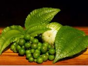 Taukah Kamu Manfaat Mengonsumsi Daun Pohpohan Bagi Kesehatan Tubuh? Yuk Simak