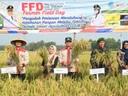 Panen Raya MT 2, Kebumen Diproyeki Kembali Surplus 170.000 Ton