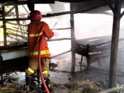 Api Membakar Kandang Ternak, 3 Ekor Sapi Ikut Terbakar