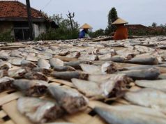 Suplai Ikan di TPI Kota Pekalongan Turun Drastis