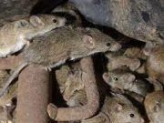 Tips Mengusir Tikus Dalam Rumah