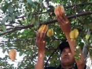 Belimbing Termanis di Indonesia Ternyata dari Dukuh Selomenur, Welahan