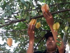 Belimbing Termanis di Indonesia Ternyata dari Dukuh Selomenur, Welahan