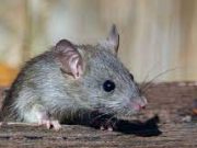 Tips Mengusir Tikus Dari Dalam Rumah