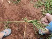 Tips Membuat Mainan Dari Rumput Liar