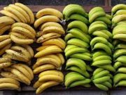 Tips Mematangkan Buah Pisang yang Masih Hijau