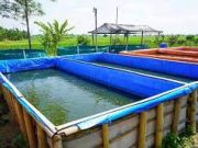Tips Mudah Beternak Lele