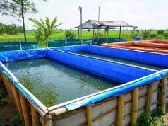 Tips Mudah Beternak Lele