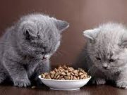 Tips Memberi Makan Anakan Kucing Dari Usia Nol