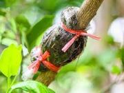 Tips Merawat Tanaman Dengan Cara Cangkok Agar Tumbuh Subur