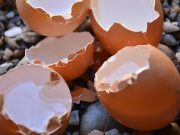 Sering Dibuang, Ini 3 Manfaat Limbah Cangkang Telur