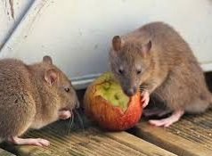 Trik Mudah Mengusir Tikus Dalam Rumah