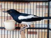 Tips Merawat Burung Kacer