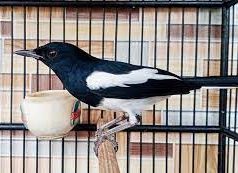 Tips Merawat Burung Kacer