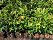 Tips Menanam Pohon dari Bibit Agar Subur