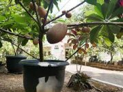 Tips Menanam Buah Cangkok