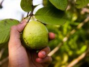 Selain Dapat Mengobati Diare, Ini 4 Manfaat Daun Jambu yang Kaya akan Antioksidan