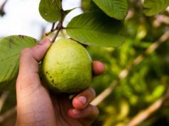 Selain Dapat Mengobati Diare, Ini 4 Manfaat Daun Jambu yang Kaya akan Antioksidan