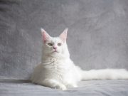 Pecinta Kucing Wajin Tahu! Ini 6 Tips Memelihara Bulu Kucing Berwarna Putih Tetap Bersih dan Cantik