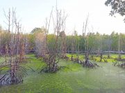 Ratusan Pohon Mangrove Mati, Diduga Akibat Limbah Tambak Karimunjawa