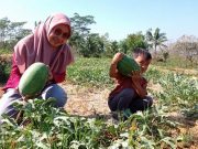 Asyik, Petik Buah Semangka Segar di Agro Wisata Panggil