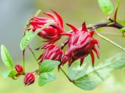 Bunga Rosella, Si Merah yang Kaya Manfaat