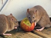 6 Cara Ampuh Usir Tikus di Rumah!