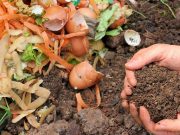Mengurangi Sampah, Ini 6 Manfaat Mendaur Ulang Sisa Makanan Sebagai Pupuk Kompos
