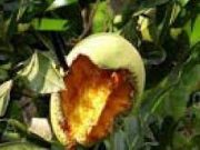 Tips Agar Buah Aman Dari Serangan Hama