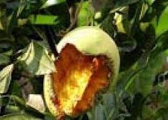 Tips Agar Buah Aman Dari Serangan Hama