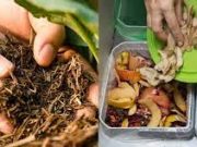 Tips Menjadikan Sampah Rumahan Jadi Pupuk
