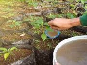 Tips Memberikan Pupuk Cair pada Tanaman