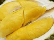Tips Memakan Buah Durian Tanpa Membuat Mabuk