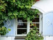Tips Menanam Tumbuhan Rambat di Sekitar Rumah