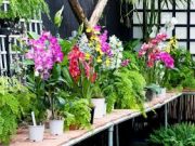 Tips Menanam Anggrek Agar Tumbuh Subur