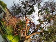 Tips Bersihkan Benalu Pada Tanaman Mangga
