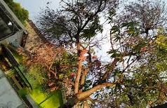 Tips Bersihkan Benalu Pada Tanaman Mangga