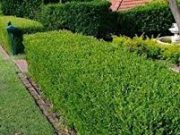 Tips Membuat Pagar Rumah dari Tanaman
