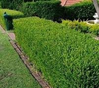 Tips Membuat Pagar Rumah dari Tanaman