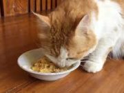 Tips Membuat Makanan Kucing Sendiri