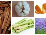 Tips Mengusir Nyamuk Secara Alami dan Aman