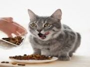 Tips Membuat Makanan Kucing Sendiri