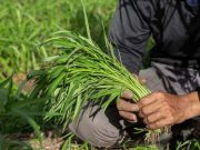 Cepat Panen dan Mudah Dibudidayakan, Ini Lima Jenis Tanaman yang Cocok