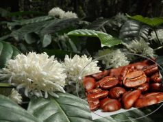 Kopi Bisa Membuat Kulit Glowing, Nggak Percaya?