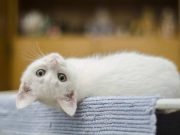 Dapat Mengurangi Stres dan Kecemasan, 5 Manfaat Memelihara Kucing Bagi Kesehatan