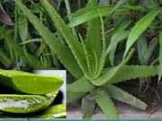 Lidah Buaya, Kaya Manfaat untuk Kesehatan dan Kecantikan