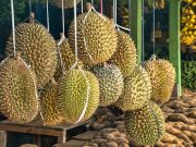 Seringkali Dibuang, Ini 3 Manfaat Kulit Durian yang Wajib Kamu Tahu