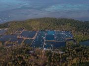Soal Dampak Tambak Udang, Ini Jawaban Balai Taman Nasional Karimunjawa