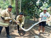 Damkar Pemkab Wonogiri, Menangkap Ular Besar Sebanyak 39 Kali