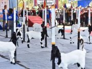 Digelar di Pacitan, Kontes Kambing PE Regional Jawa